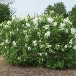 NEW AGE™ WHITE LILAC -SOONER PLANT FARM Sales DETA 4639