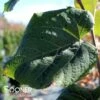 GREENSPIRE® LITTLE LEAF LINDEN -SOONER PLANT FARM Sales DETA 4671