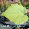 STERLING® SILVER LINDEN -SOONER PLANT FARM Sales DETA 4672