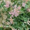 BABY PINK ASTILBE 2 BABY PINK ASTILBE -SOONER PLANT FARM Sales DETA 4677