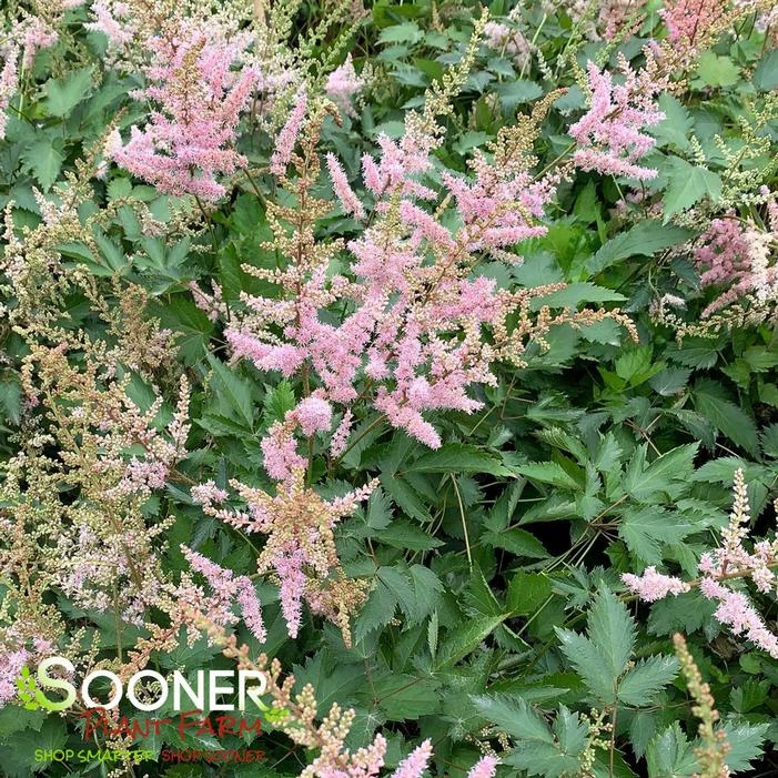 BABY PINK ASTILBE 3 BABY PINK ASTILBE
