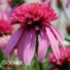DOUBLE SCOOP™ BUBBLE GUM CONEFLOWER -SOONER PLANT FARM Sales DETA 4678