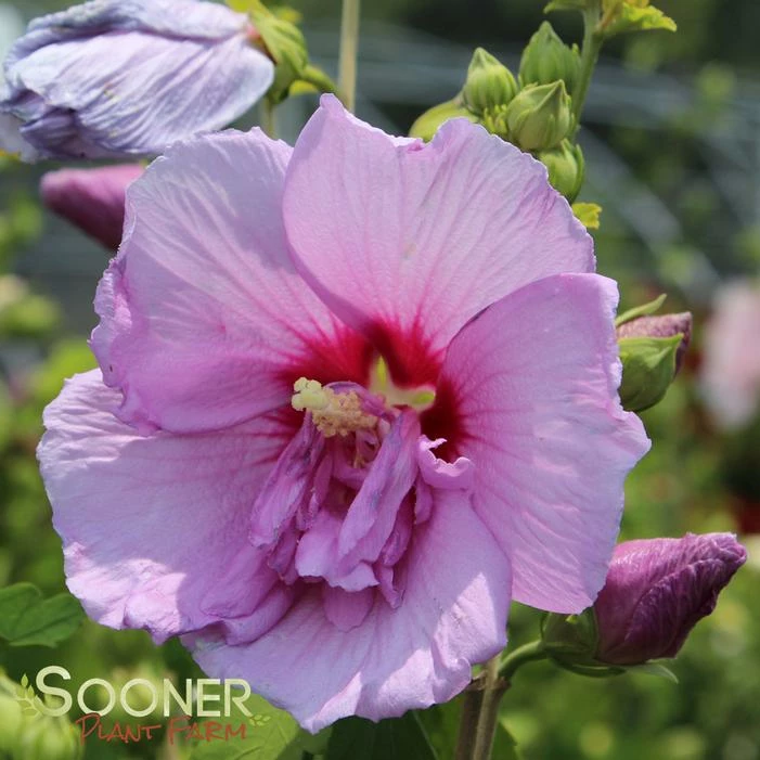 LAVENDER CHIFFON® ALTHEA 4 LAVENDER CHIFFON® ALTHEA - Image 2