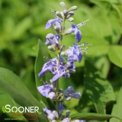 CHICAGOLAND BLUES™ CHASTE TREE