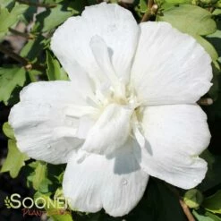 WHITE CHIFFON® ALTHEA -SOONER PLANT FARM Sales DETA 469