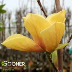 JUDY ZUK MAGNOLIA -SOONER PLANT FARM Sales DETA 4696