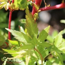 CORAL BARK UPRIGHT JAPANESE MAPLE -SOONER PLANT FARM Sales DETA 47