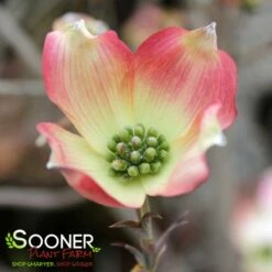 APACHE DOGWOOD 9 APACHE DOGWOOD -SOONER PLANT FARM Sales DETA 4700