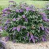 VIOLET CASCADE BUTTERFLY BUSH 1 VIOLET CASCADE BUTTERFLY BUSH -SOONER PLANT FARM Sales DETA 4702