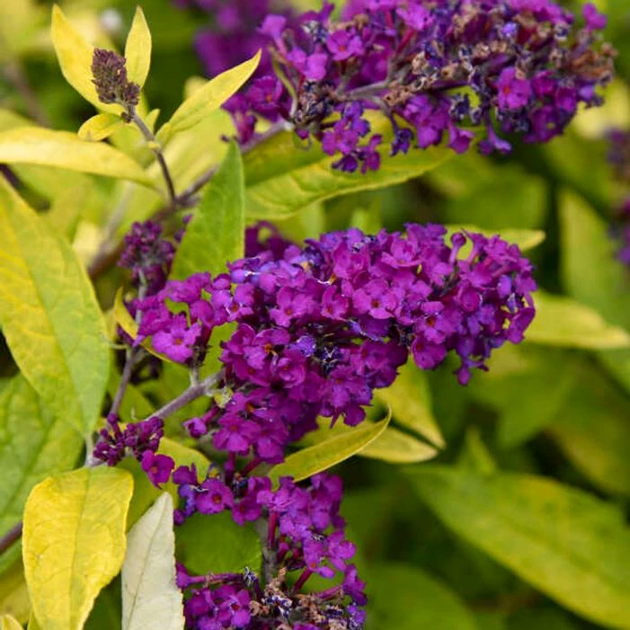 HUMDINGER® GOLD DROP BUTTERFLY BUSH 3 HUMDINGER® GOLD DROP BUTTERFLY BUSH