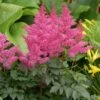 RHYTHM & BLUES ASTILBE 2 RHYTHM & BLUES ASTILBE -SOONER PLANT FARM Sales DETA 472