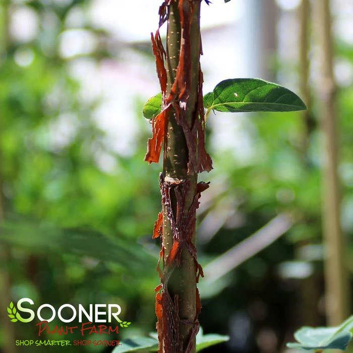 PAPERBARK MAPLE 3 PAPERBARK MAPLE