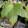GREEN MOUNTAIN SUGAR MAPLE -SOONER PLANT FARM Sales DETA 4739