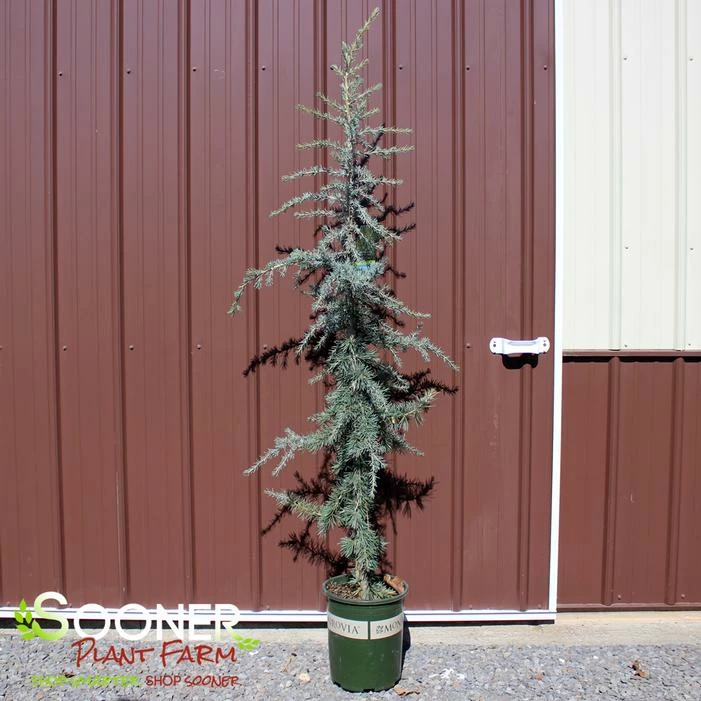 KARL FUCHS DEODAR CEDAR 3 KARL FUCHS DEODAR CEDAR