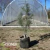 WHITE MOUNTAIN EASTERN WHITE PINE -SOONER PLANT FARM Sales DETA 4760