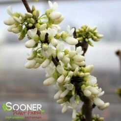 WHITE CHINESE REDBUD 9 WHITE CHINESE REDBUD -SOONER PLANT FARM Sales DETA 4777