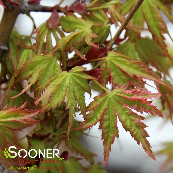ABIGAIL ROSE DWARF UPRIGHT JAPANESE MAPLE 4 ABIGAIL ROSE DWARF UPRIGHT JAPANESE MAPLE - Image 2