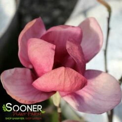 GENIE MAGNOLIA -SOONER PLANT FARM Sales DETA 4785
