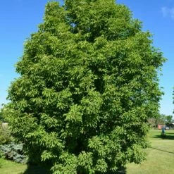 LAVABURST® OHIO BUCKEYE -SOONER PLANT FARM Sales DETA 4788