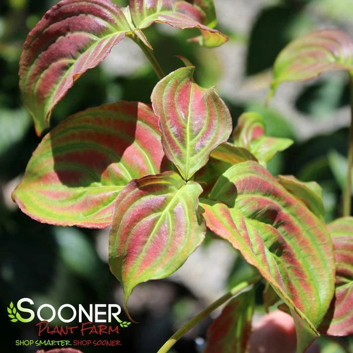 SATOMI KOUSA DOGWOOD 3 SATOMI KOUSA DOGWOOD