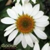FRAGRANT ANGEL CONEFLOWER -SOONER PLANT FARM Sales DETA 480