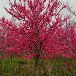 TENNESSEE PINK REDBUD 9 TENNESSEE PINK REDBUD -SOONER PLANT FARM Sales DETA 4802
