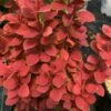 SUNJOY ORANGE PILLAR® BARBERRY 2 SUNJOY ORANGE PILLAR® BARBERRY -SOONER PLANT FARM Sales DETA 4832