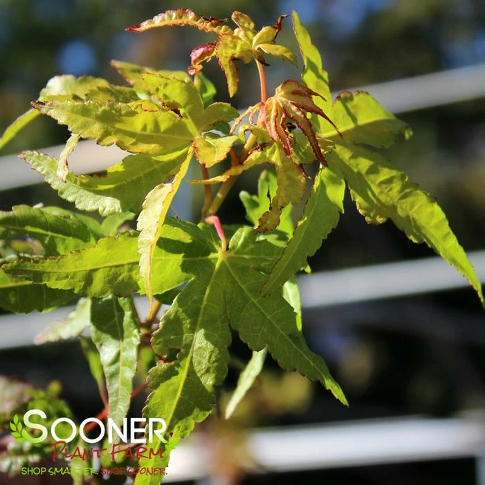 CORALLINUM UPRIGHT JAPANESE MAPLE 3 CORALLINUM UPRIGHT JAPANESE MAPLE