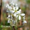 CUMULUS SERVICEBERRY -SOONER PLANT FARM Sales DETA 4904
