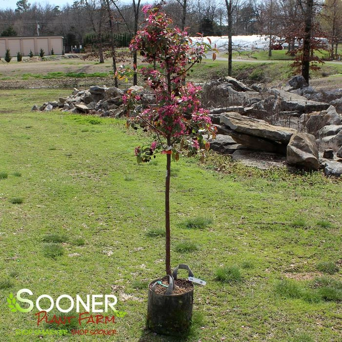 PURPLE PRINCE CRABAPPLE 3 PURPLE PRINCE CRABAPPLE