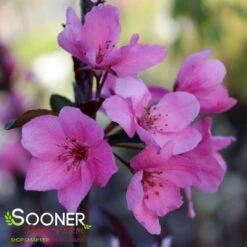 SHOW TIME™ CRABAPPLE 7 SHOW TIME™ CRABAPPLE -SOONER PLANT FARM Sales DETA 4906