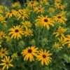 GLITTERS LIKE GOLD BLACK-EYED SUSAN -SOONER PLANT FARM Sales DETA 4913