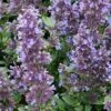 WHISPURR™ BLUE CATMINT 2 WHISPURR™ BLUE CATMINT -SOONER PLANT FARM Sales DETA 4928