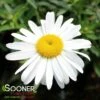 LUCILLE™ WHITE SHASTA DAISY 2 LUCILLE™ WHITE SHASTA DAISY -SOONER PLANT FARM Sales DETA 4939