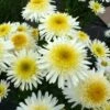 REAL GLORY SHASTA DAISY 1 REAL GLORY SHASTA DAISY -SOONER PLANT FARM Sales DETA 4940