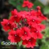 ENDURASCAPE™ RED VERBENA 2 ENDURASCAPE™ RED VERBENA -SOONER PLANT FARM Sales DETA 4943
