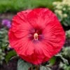 SUMMERIFIC® VALENTINE'S CRUSH HARDY HIBISCUS 1 SUMMERIFIC® VALENTINE'S CRUSH HARDY HIBISCUS -SOONER PLANT FARM Sales DETA 4988