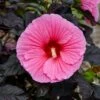 SUMMERIFIC® EDGE OF NIGHT HARDY HIBISCUS -SOONER PLANT FARM Sales DETA 4995