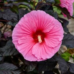 SUMMERIFIC® EDGE OF NIGHT HARDY HIBISCUS