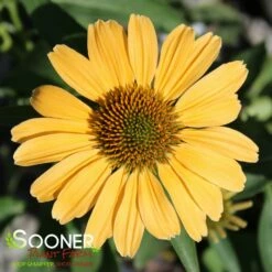 COLOR CODED® ONE IN A MELON CONEFLOWER 7 COLOR CODED® ONE IN A MELON CONEFLOWER -SOONER PLANT FARM Sales DETA 4997