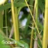 GOLDEN GODDESS CLUMPING BAMBOO 2 GOLDEN GODDESS CLUMPING BAMBOO -SOONER PLANT FARM Sales DETA 5000