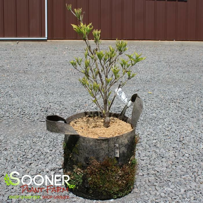 LITTLE PONCHO DWARF KOUSA DOGWOOD 3 LITTLE PONCHO DWARF KOUSA DOGWOOD