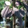 CANADA RED SELECT CHOKECHERRY 1 CANADA RED SELECT CHOKECHERRY -SOONER PLANT FARM Sales DETA 5013