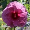 LUNA™ ROSE HARDY HIBISCUS -SOONER PLANT FARM Sales DETA 5016