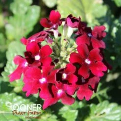 ENDURASCAPE™ BURGUNDY VERBENA