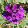 ENDURASCAPE™ DARK PURPLE VERBENA 1 ENDURASCAPE™ DARK PURPLE VERBENA -SOONER PLANT FARM Sales DETA 5028