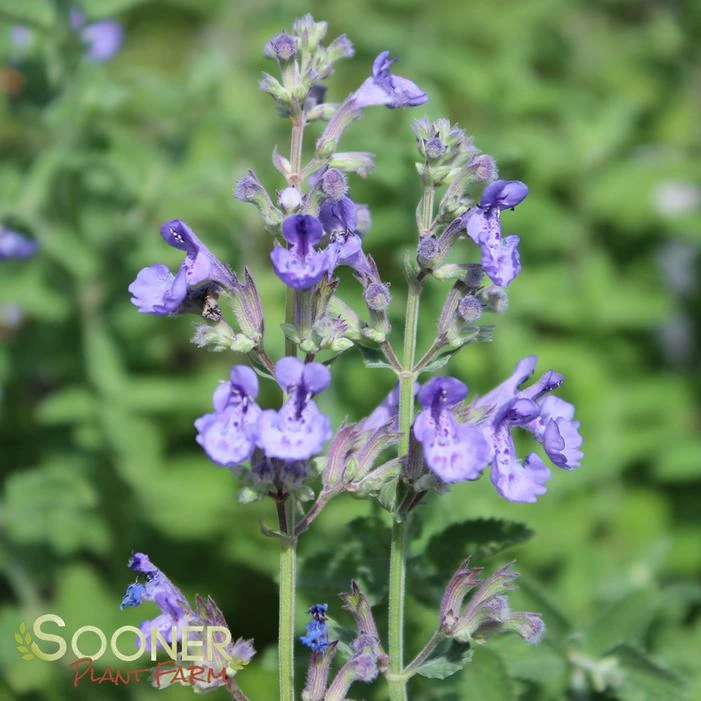 WALKER'S LOW CATMINT 4 WALKER'S LOW CATMINT - Image 2