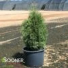SLENDER GIANT™ ARBORVITAE -SOONER PLANT FARM Sales DETA 5044