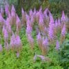 PURPLE CANDLES ASTILBE 1 PURPLE CANDLES ASTILBE -SOONER PLANT FARM Sales DETA 5053