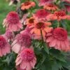 DOUBLE DIPPED™ RAINBOW SHERBET CONEFLOWER -SOONER PLANT FARM Sales DETA 5056